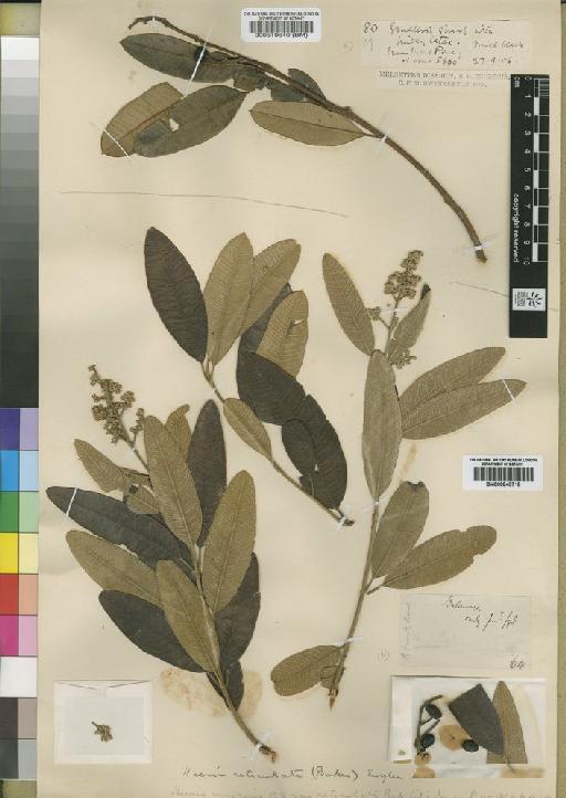 Ozoroa reticulata (Baker f.) Fernandes - BM000510640