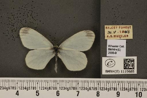 Leptidea sinapis sinapis Linnaeus, 1758 - BMNHE_1119685_74488