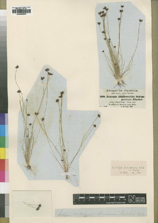 Bulbostylis schimperiana C.B.Clarke - BM000922604