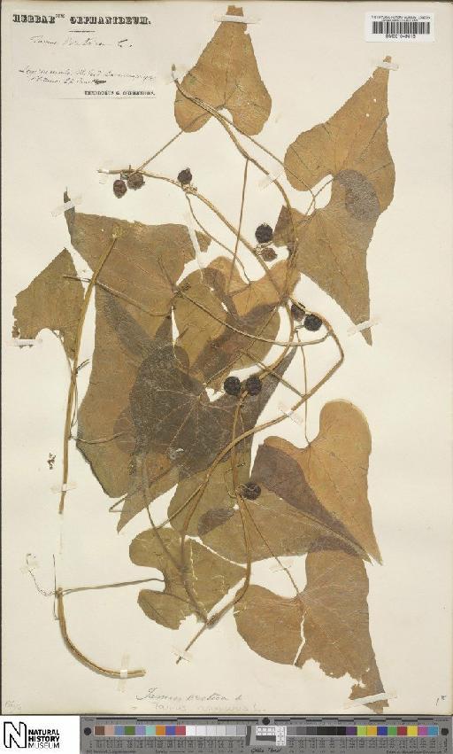 Dioscorea communis (L.) Caddick & Wilkin - BM001049016