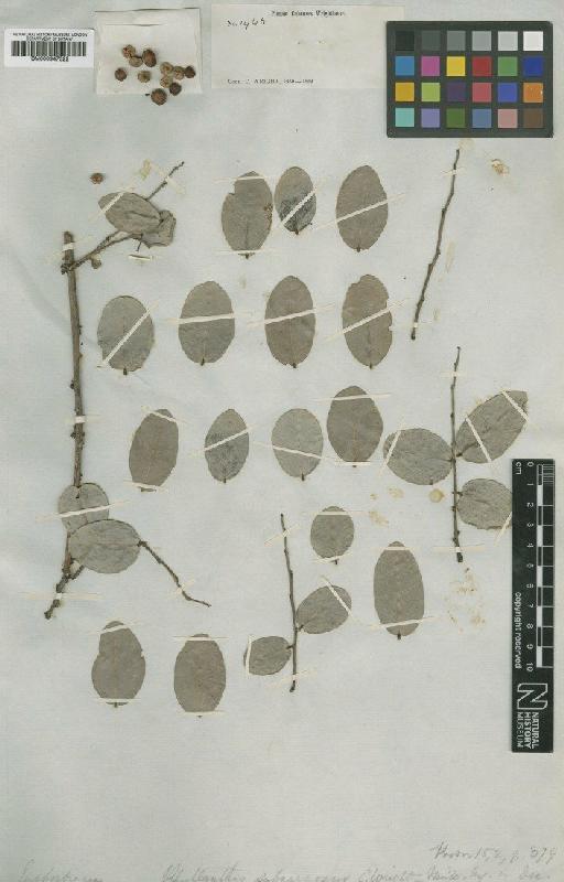 Phyllanthus subcarnosus C.Wright ex Griseb. - BM000947322