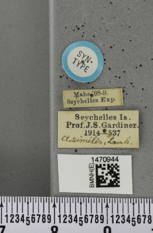 Melanagromyza similis Lamb, 1912 - BMNHE_1470944_label_45674