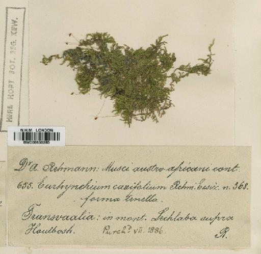 Microthamnium cavifolium Dixon - BM000850285