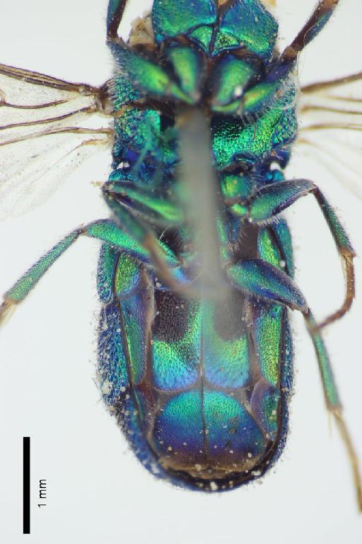 Chrysis quaerita Nurse, 1902 - Chrysis_quaerita-BMNH(E)#970924_type-ventral-2_5X