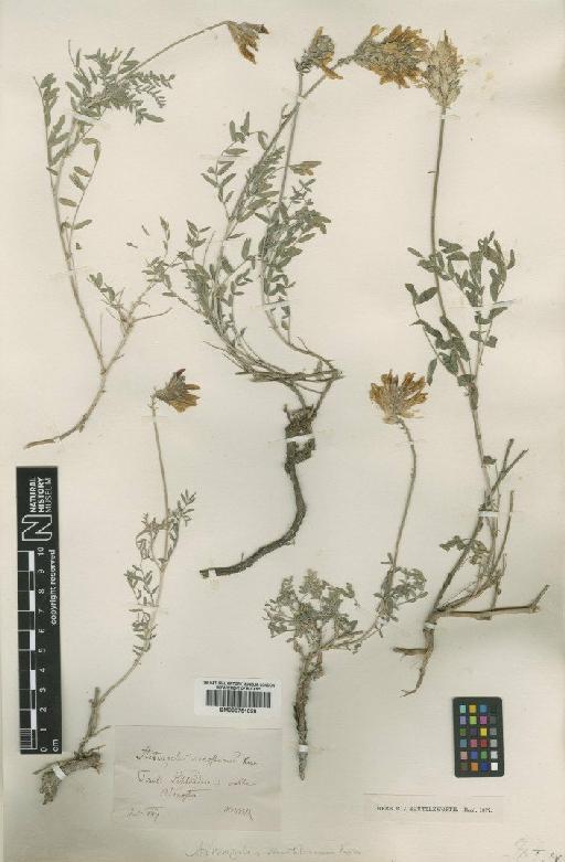 Astragalus vesicarius L. - BM000751028