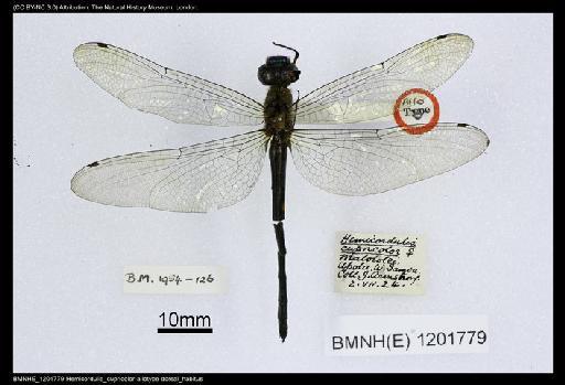 Hemicordulia cupricolor Fraser, 1927 - BMNHE_1201779-Hemicordulia_cupricolor-allotype-dorsal_habitus