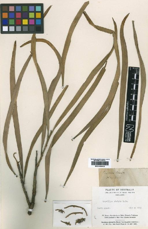 Grevillea striata R.Br. - BM000839528