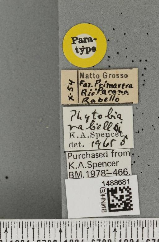 Phytobia rabelloi Spencer, 1966 - BMNHE_1488681_label_52528