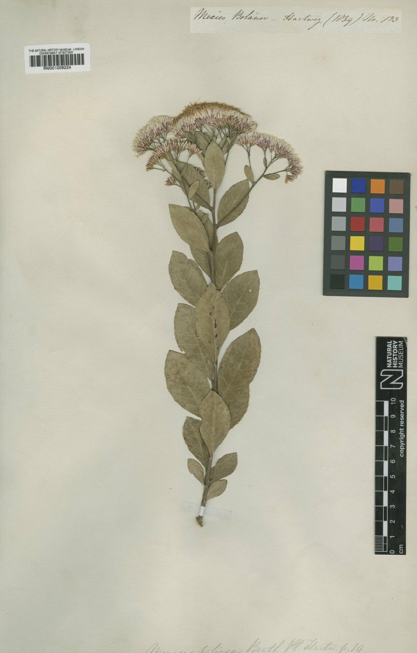 To NHMUK collection (Eremosis foliosa (Benth.) Gleason; Type; NHMUK:ecatalogue:557680)