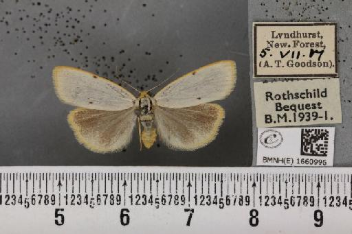 Cybosia mesomella (Linnaeus, 1758) - BMNHE_1660996_284679