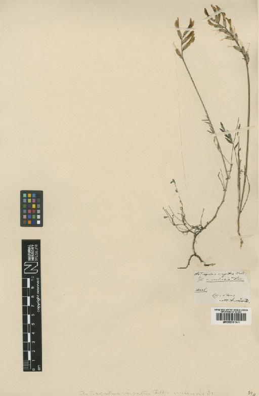 Astragalus varius S.G.Gmel. - BM000751041