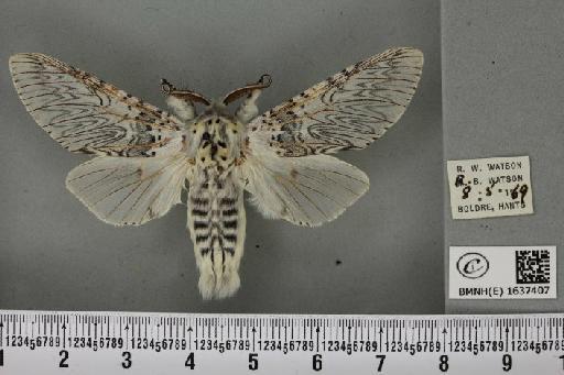 Cerura vinula (Linnaeus, 1758) - BMNHE_1637407_207528