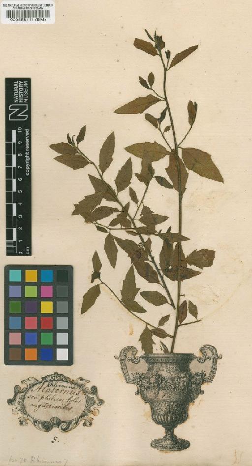 Rhamnus alaternus L. - BM000558111