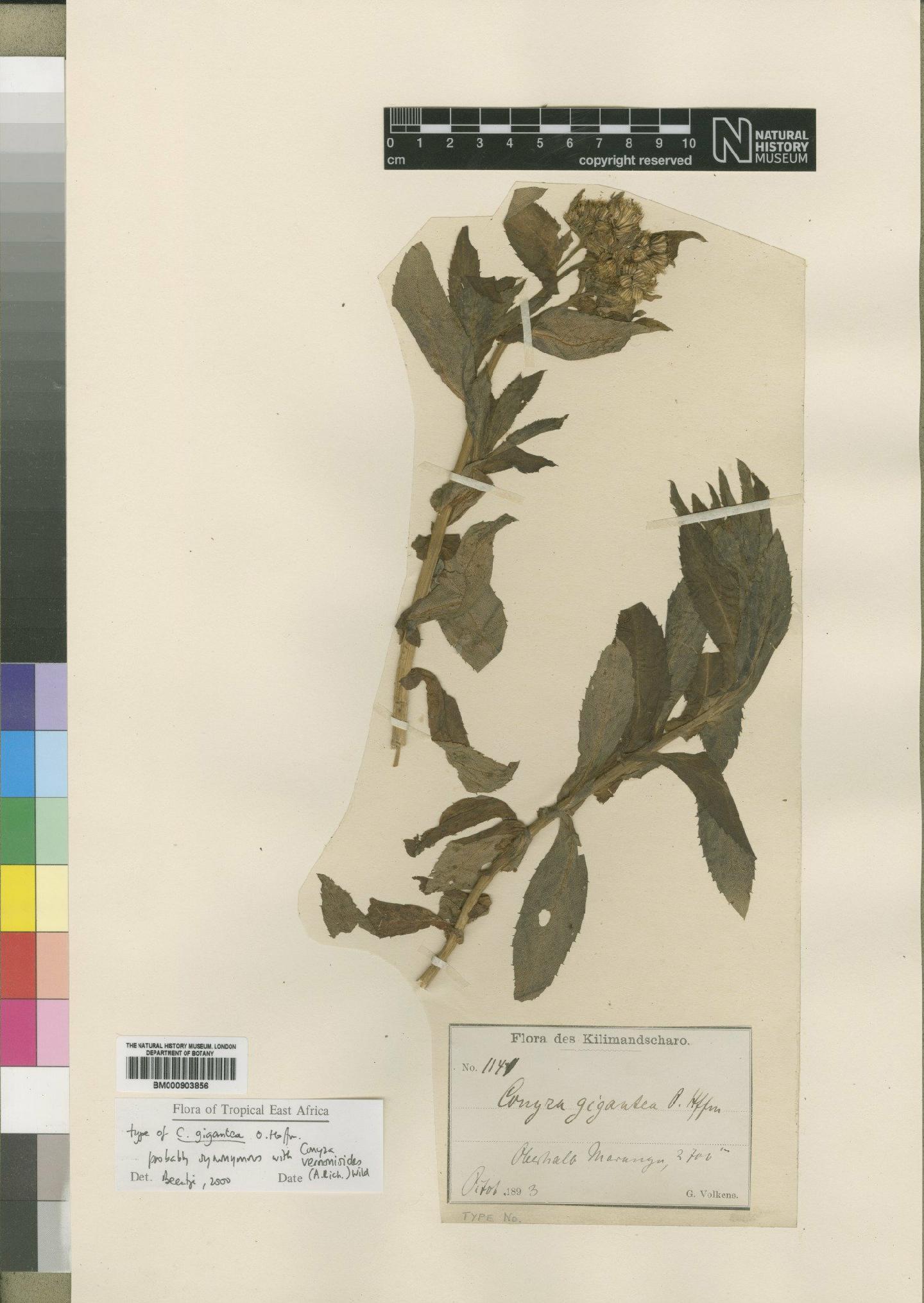 To NHMUK collection (Conyza gigantea O.Hoffm.; Type; NHMUK:ecatalogue:4528904)