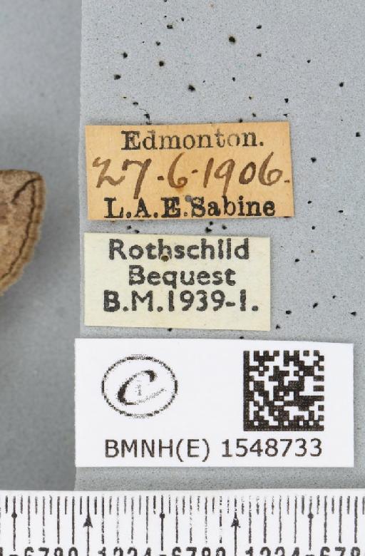 Tethea ocularis octogesima ab. fusca Cockayne, 1944 - BMNHE_1548733_label_235820