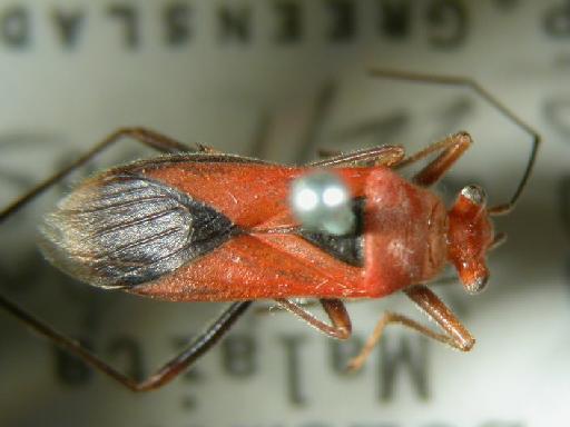 Astacops browni malalati Scudder - Hemiptera: Astacops Bromal