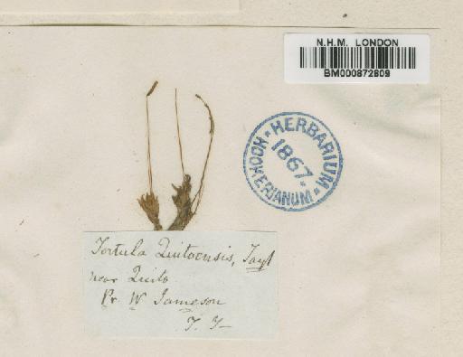 Tortula quitoensis Taylor - BM000872809