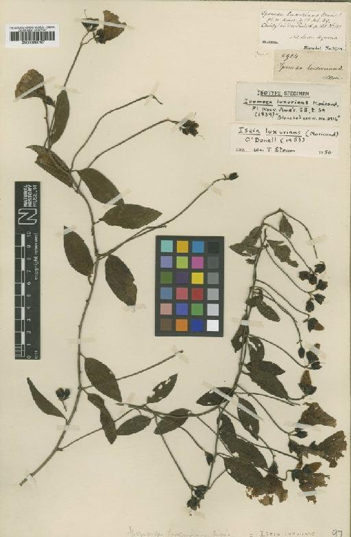 Iseia luxurians (Moric.) O'Donell - BM000953197