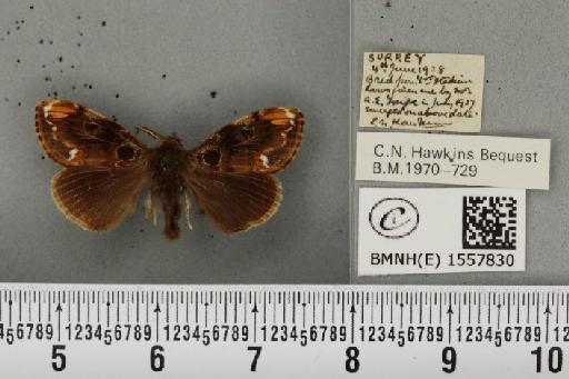 Orgyia recens (Hübner, 1819) - BMNHE_1557830_256996