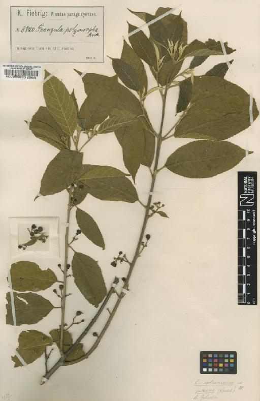 Rhamnus sphaerosperma var. pubescens (Reissek) MC Jonhnsson - BM000089095