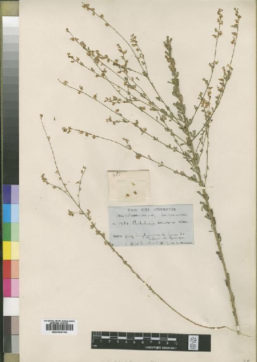 Crotalaria tenuirama Welw. ex Baker - BM000843264