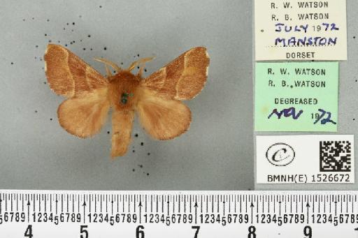 Malacosoma neustria (Linnaeus, 1758) - BMNHE_1526672_190956