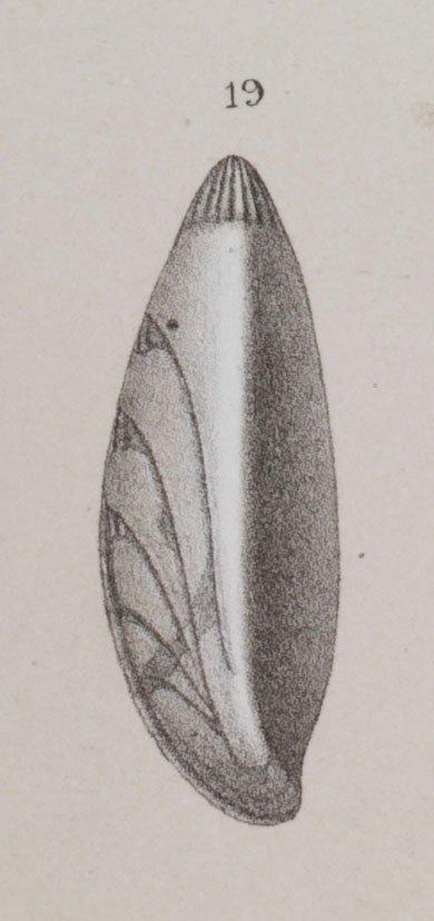Cristellaria latifrons Brady, 1884 - ZF1335_68_19_Saracenaria_latifrons.jpg