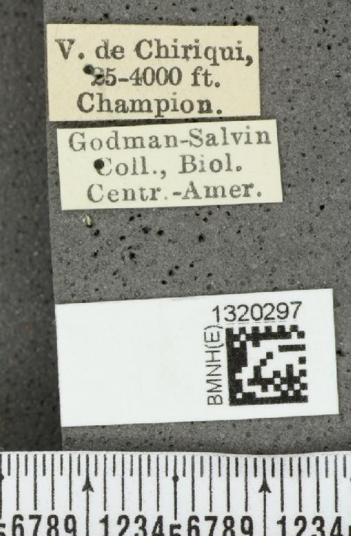 Diabrotica elegantula Baly, 1886 - BMNHE_1320297_label_17764