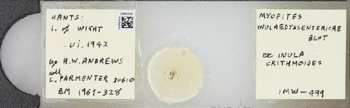 Myopites inulaedyssentericae Blot, 1827 - BMNHE_1444949_58863