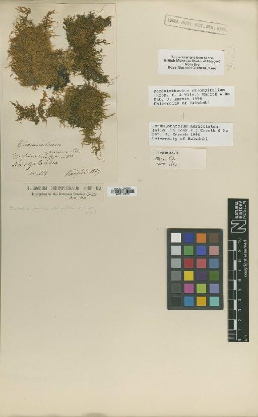 Pendulothecium oblongifolium (Hook.f. & Wilson) Enroth & S.He - BM001108102