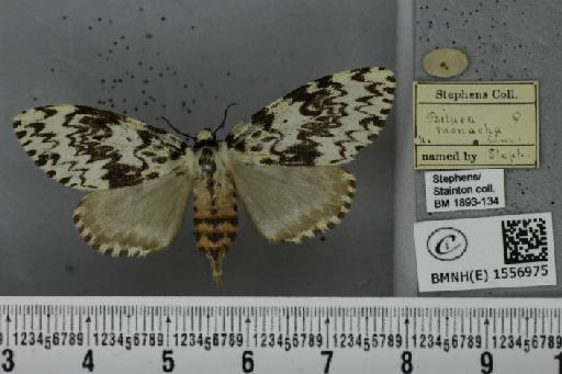 Lymantria monacha (Linnaeus, 1758) - BMNHE_1556975_251718