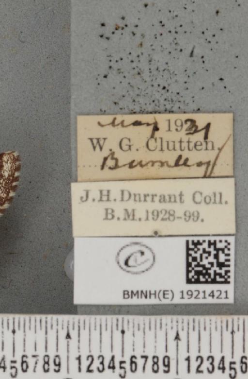 Ematurga atomaria (Linnaeus, 1758) - BMNHE_1921421_label_486750