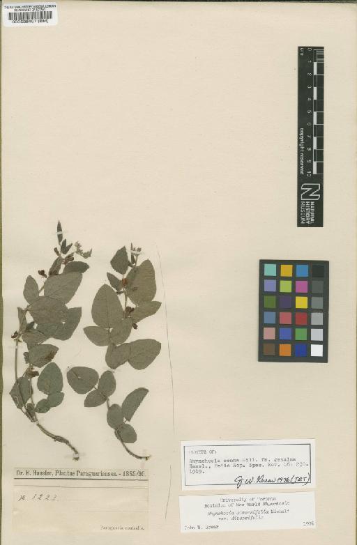 Rhynchosia diversifolia var. diversifolia - BM000538497