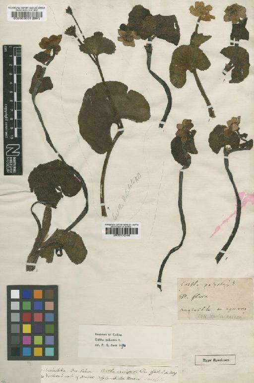 Caltha palustris var. palustris L. - BM000565601