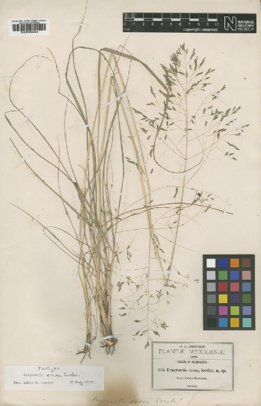 Eragrostis erosa Scribn. ex Beal - BM000938609