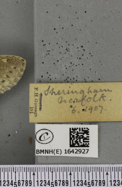 Stauropus fagi fagi (Linnaeus, 1758) - BMNHE_1642927_label_242501