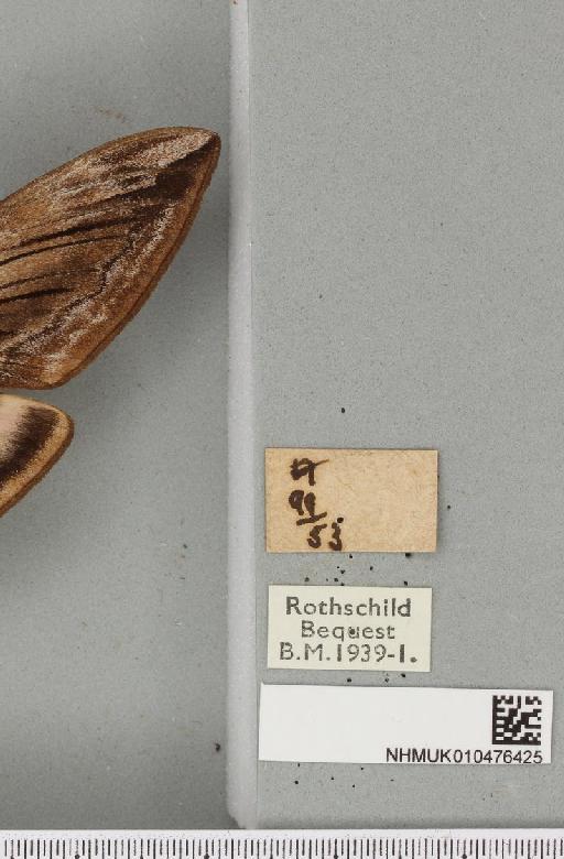 Sphinx ligustri Linnaeus, 1758 - NHMUK_010476425_a_label_533813