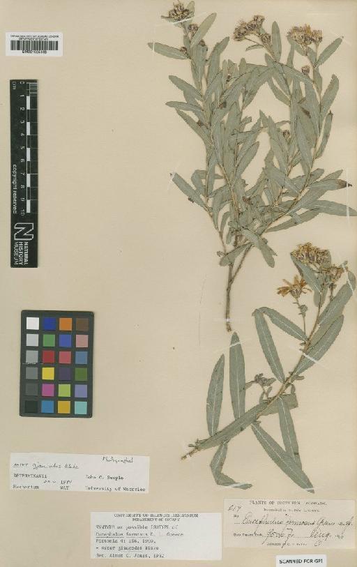 Aster glaucodes S.F.Blake - BM001025468