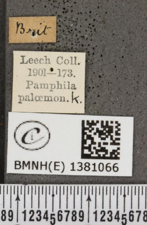Carterocephalus palaemon (Pallas, 1771) - BMNHE_1381066_label_176706