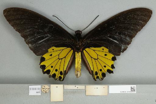 Troides helena heliconoides Moore, 1877 - 013606501_additional