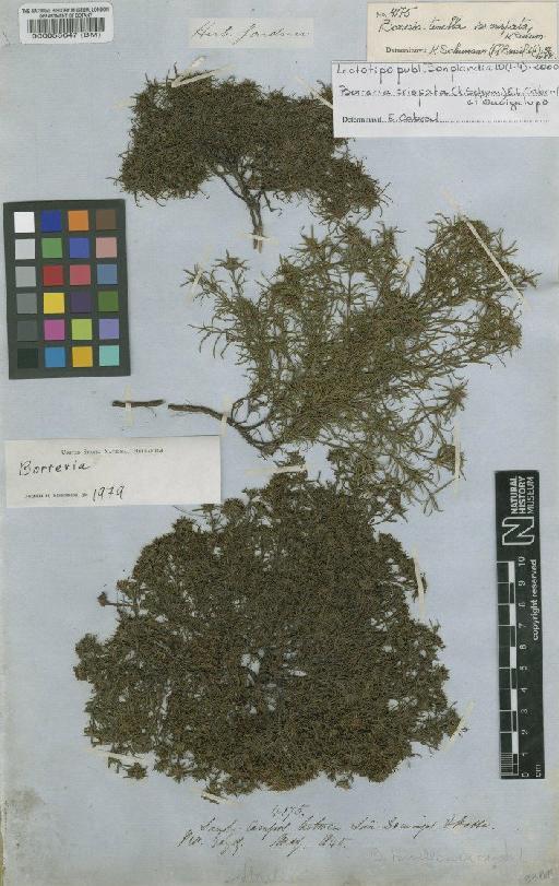 Borreria crispata (Schum) E.L.Cabral & Bacigalupo - BM000053647