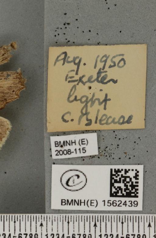 Pterostoma palpina palpina (Clerck, 1759) - BMNHE_1562439_label_282713