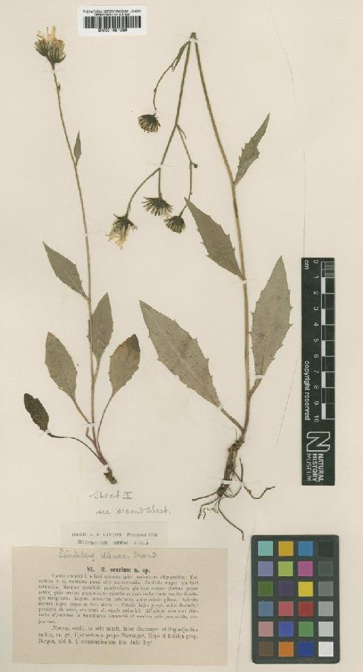 Hieracium subramosum subsp. orarium (Lindeb.) Zahn - BM001051059
