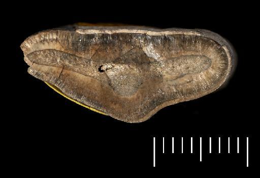 Scelidotherium leptocephalum Owen, 1840 - NHMUK PV M 82206 A (c) (6).tif