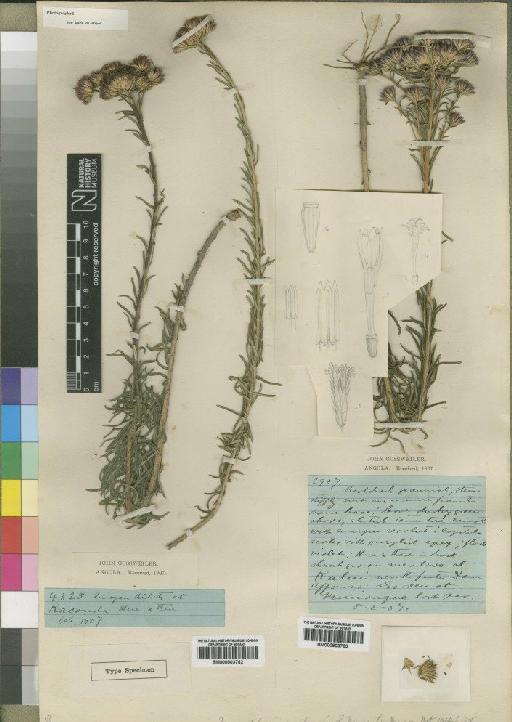Muschlera angolensis Moore - BM000903763