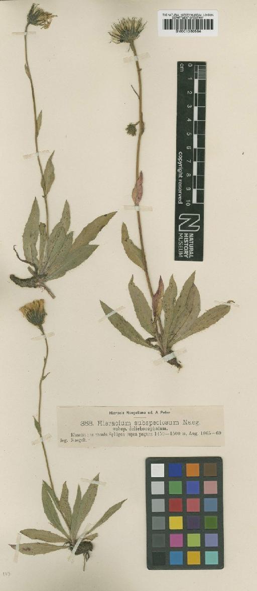 Hieracium chondrilloides subsp. dolichocephalum (Nägeli & Peter) Zahn - BM001050584