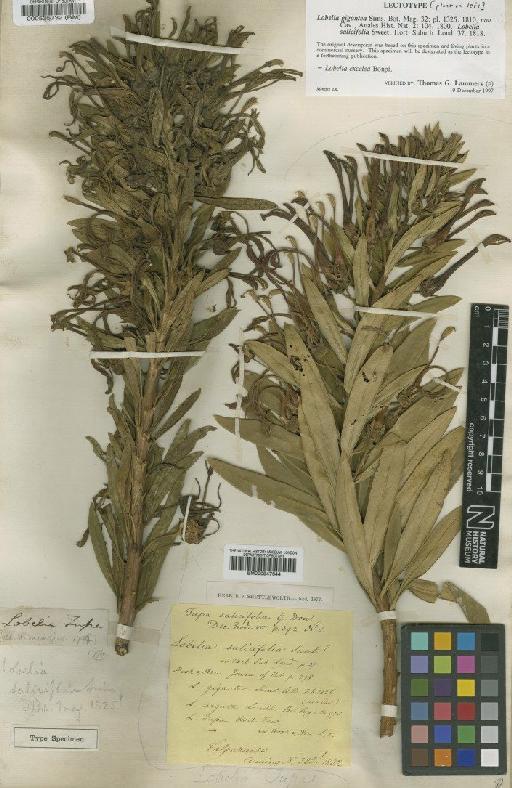 Lobelia excelsa Bonpl. - BM000535732