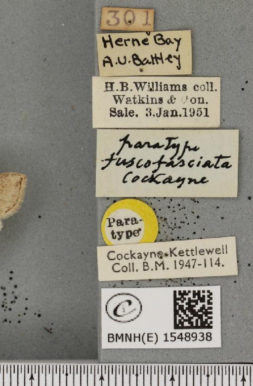 Cymatophorina diluta hartwiegi ab. fuscofasciata Cockayne, 1951 - BMNHE_1548938_label_237865