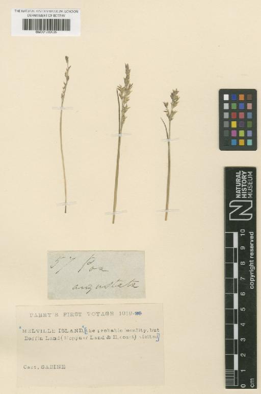 Puccinellia angustata (R.Br.) E.L.Rand & Redfield - BM001209935