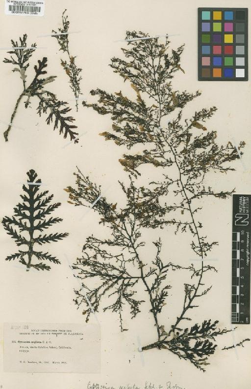 Cystoseira neglecta Setch. & N.L.Gardner - BM000562765